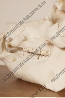 photo reference of skull 0034